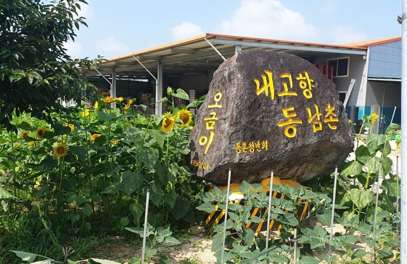 아포읍, “백만송이 해바라기”로 깨끗한 농촌 만들기