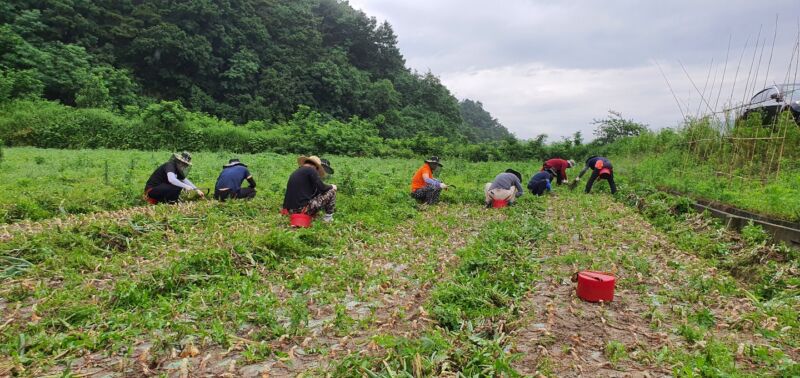 김천시 상하수도과, 양파농가농촌일손돕기에‘구슬땀’