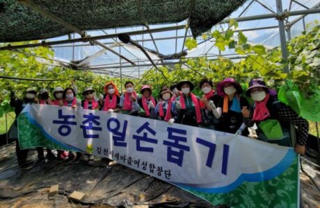 김천시새마을여성합창단, 포도 농가 일손돕기 봉사