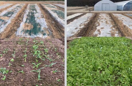 경북형 유기농 마늘 피복재배기술 개발 - 기존 비닐재배 보다 잡초발생량 82% 감소