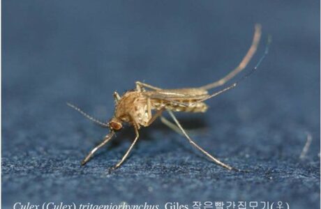 경북도, 올해 첫‘일본뇌염 매개모기’발견