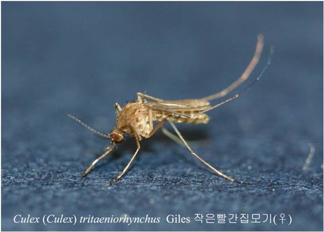 경북도, 올해 첫‘일본뇌염 매개모기’발견