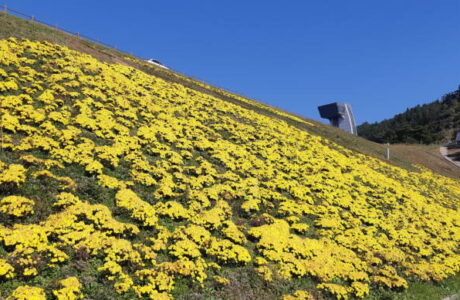 부항댐, 노란색 국화꽃 단장 가을정취 가득