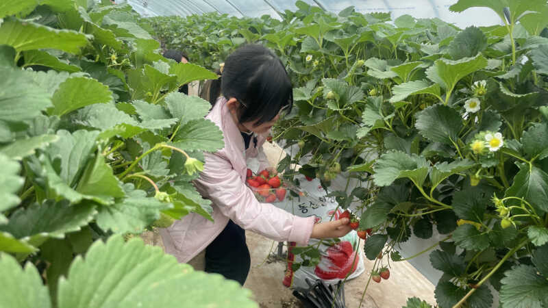 김천시, 딸기 특화작목 전문가 양성 교육생 모집